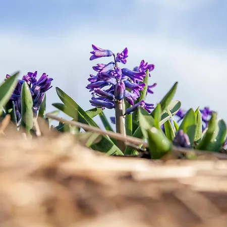 Ecohome Golf 8pers And Baby Zeezand Recreatie *