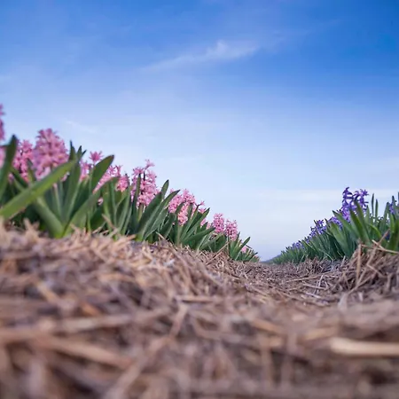 Casa de Férias Ecohome Golf 8pers And Baby Zeezand Recreatie *