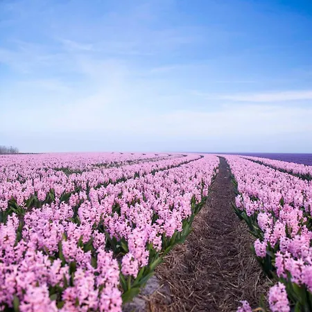 Casa de Férias Ecohome Golf 8pers And Baby Zeezand Recreatie *