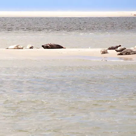 Ecohome Golf 8pers And Baby Zeezand Recreatie * 't Zand