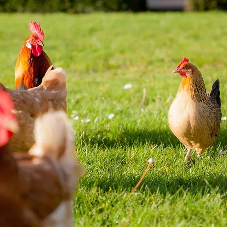 Casa de Férias Ecohome Golf 8pers And Baby Zeezand Recreatie 't Zand