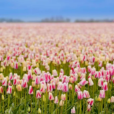 Tatil Evi Ecohome Golf 8pers And Baby Zeezand Recreatie