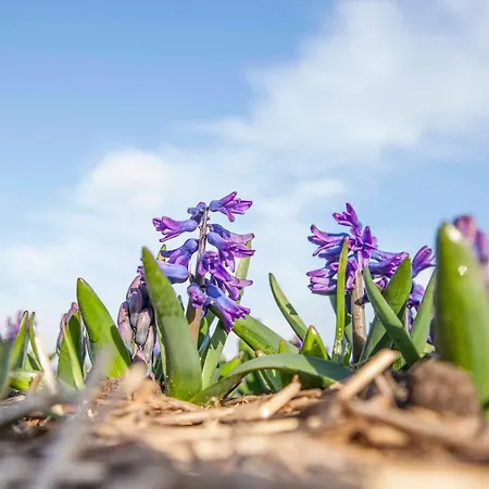 Ecohome Golf 8pers And Baby Zeezand Recreatie Tatil Evi