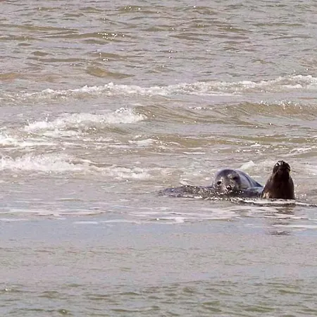 Ecohome Golf 8pers And Baby Zeezand Recreatie 't Zand