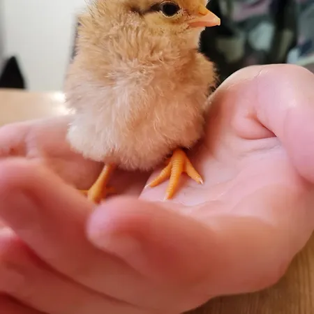 Tatil Evi Ecohome Golf 8pers And Baby Zeezand Recreatie